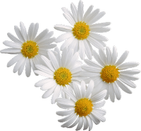 pretty daisies 